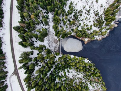 绿色的树在白雪覆盖的地面上
